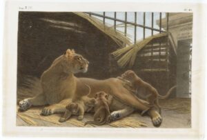 13 Lionne with cubs Marechal velin painting MNH HIGH RES 1200x812