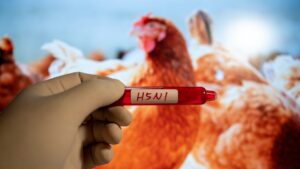 bird flu H5N1
