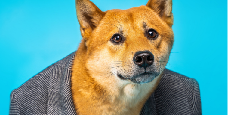 doge dogecoin shiba inu in suit jacket gID 7.png@png