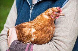 farmer holding hen