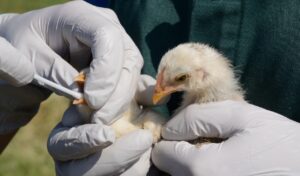 chick bird flu test