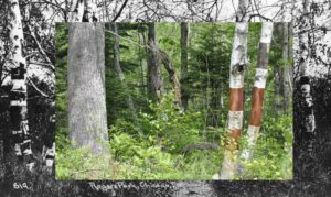 14 Nora Moore Lloyd Birchbark Wiigwaas