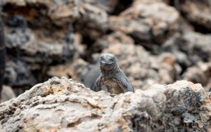 Intrepid Life choices Galapagos wildlife