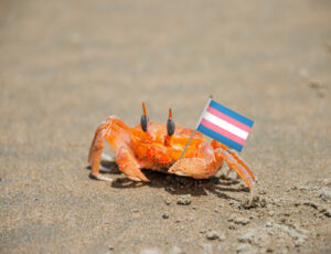 crab2